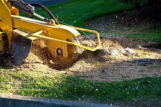 Best Weed Control  in Absecon, NJ