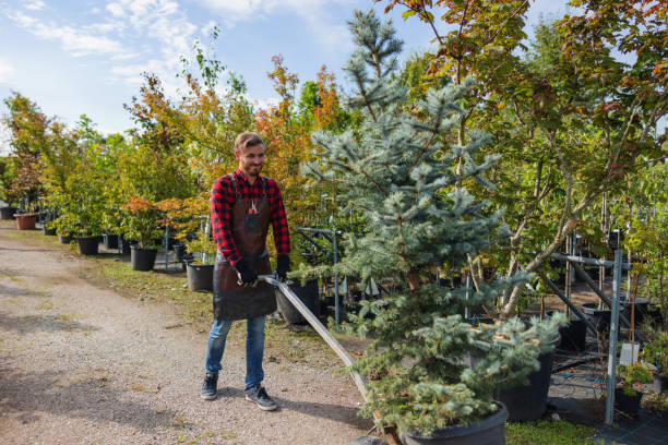 Best Tree Maintenance Programs  in Absecon, NJ